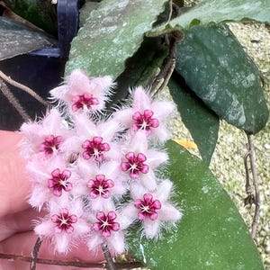 May include: Close-up of a cluster of Hoya flowers. The flowers are star-shaped, with light pink petals and a deep magenta center. The petals have a fuzzy texture. Green leaves are visible in the background.