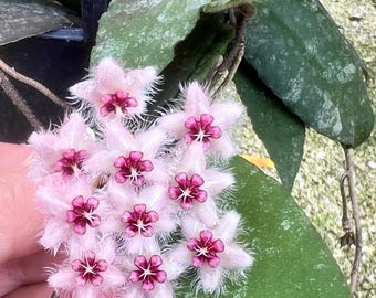 Hoya Caudata Sumatra | Rare Rooted Hanging Plant