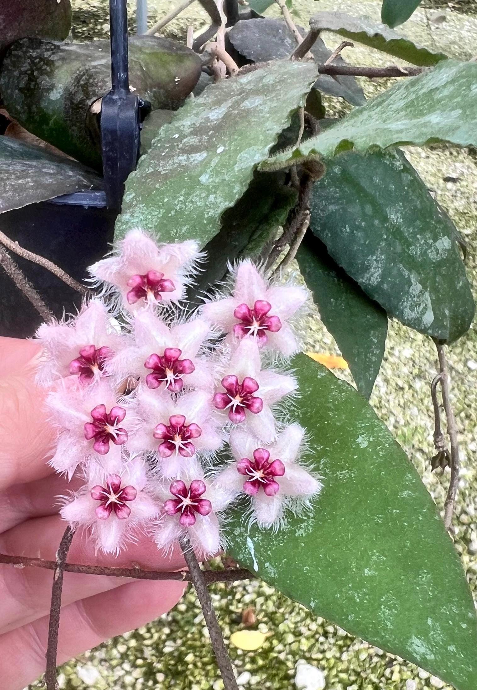 Hoya Caudata Sumatra | Rare Rooted Hanging Plant - Etsy