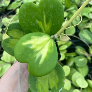 Hoya Kerrii Albomarginata, Variegated Kerrii Hoya, Sweetheart Hoya, Rare Wax Houseplant, Heart-Shaped Plant, Plant Rooted in 4” -inch Pot