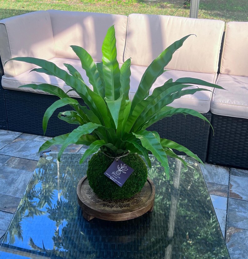 Bird's Nest Fern Kokedama