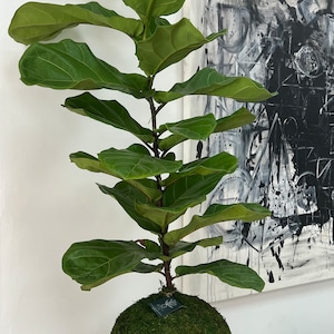 Ficus lyrata Kokedama &#39;Fiddle Fig leaf&#39; Dwarf Fiddle Leaf Fig  LIVE Indoor & Outdoor Tropical Houseplant | Heights  30 inches- 36  inches