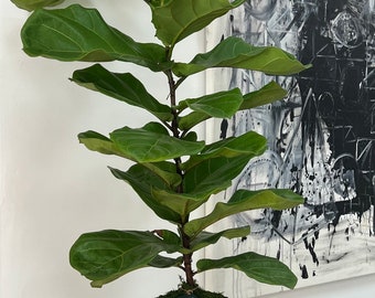 Ficus lyrata 'Fiddle Fig leaf' Dwarf Fiddle Leaf Fig  LIVE Indoor & Outdoor Tropical Houseplant | Easy Care  Heights  30 inches- 36inches