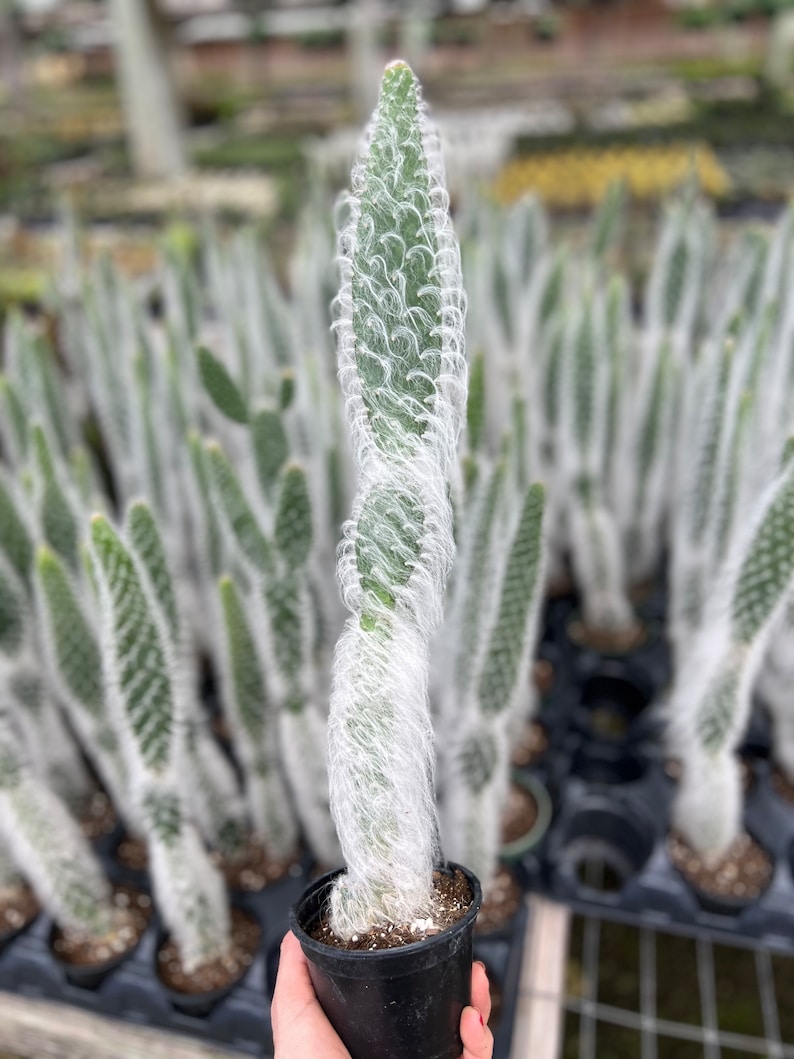 Botaniclivebysandra Prickly Pear Cactus - Thumbnail 4