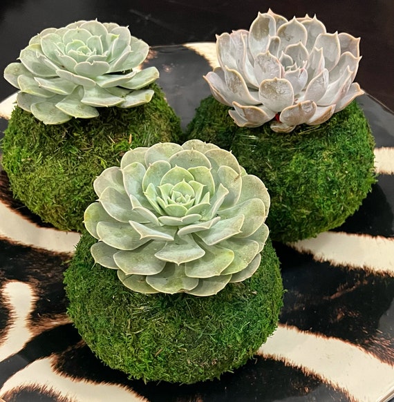 Echeveria Succulent Kokedama Set of 3, Moss Ball - Etsy