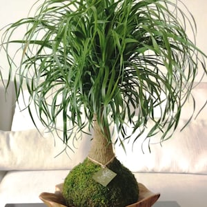 Ponytail Palm Kokedama – Elephant Foot Tree, Handmade Moss Ball