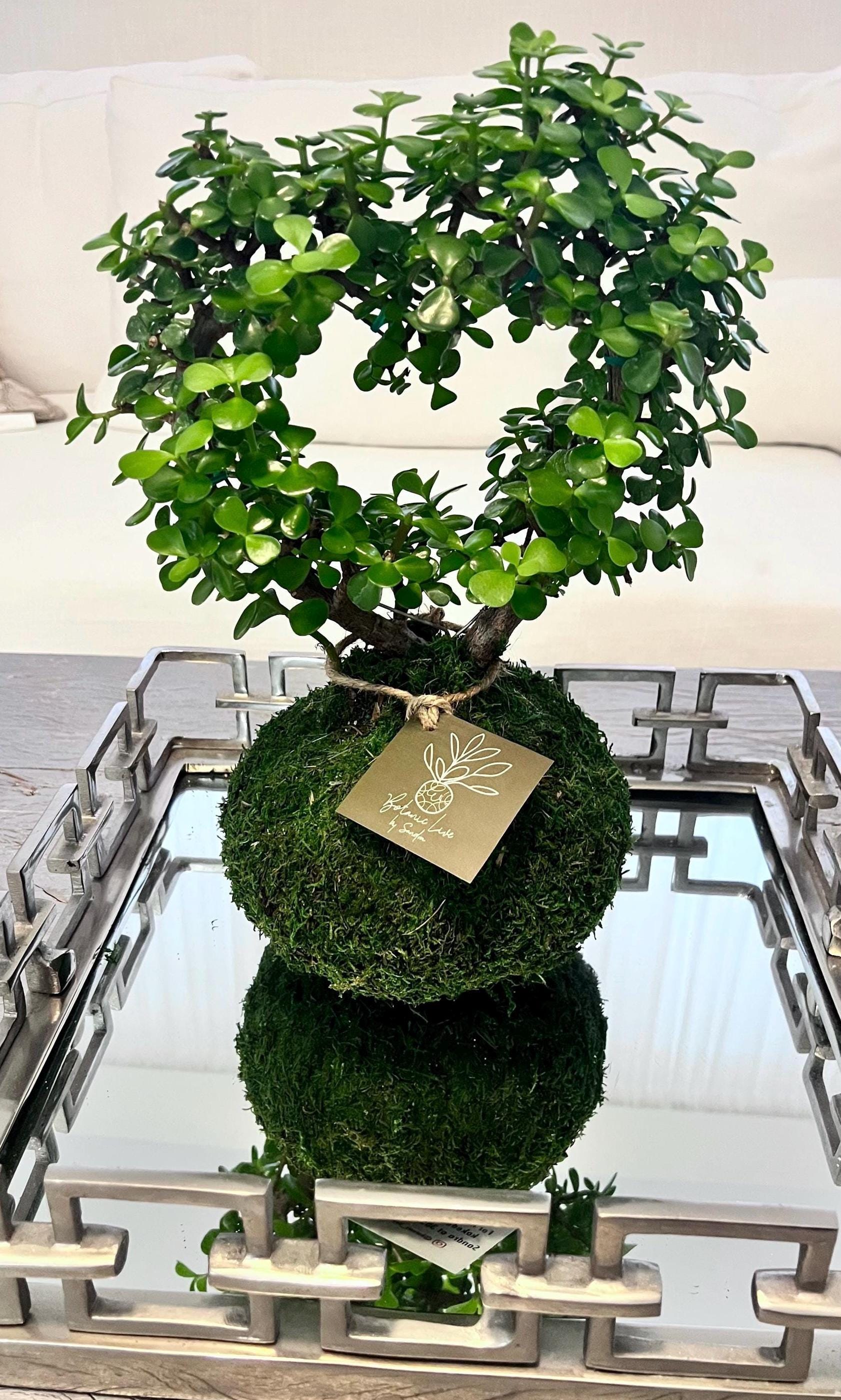 Heart Elephant Bush Kokedama-afra Portulacaria-dwarf Jade Tree