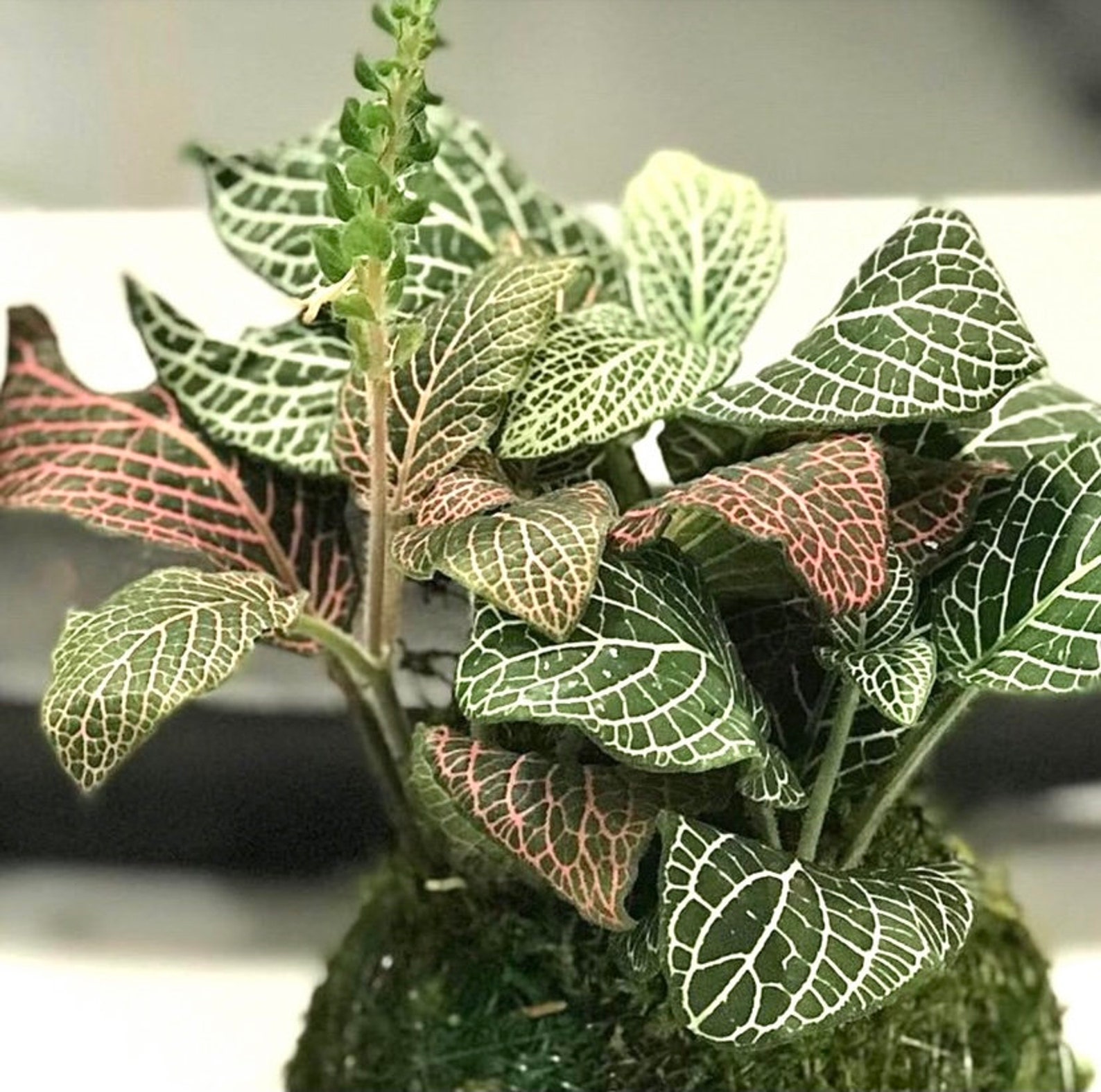 Fittonia Kokedama, Pink Angel Nerve Plant - Etsy
