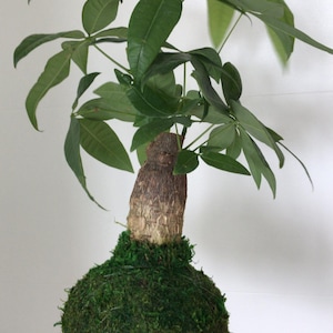 Money Tree  Stump- Pachira aquatica Kokedama - money tree Stump kokedama -Moss ball - Lucky plant - Bonsai H:  8&quot;- 13&quot; tall