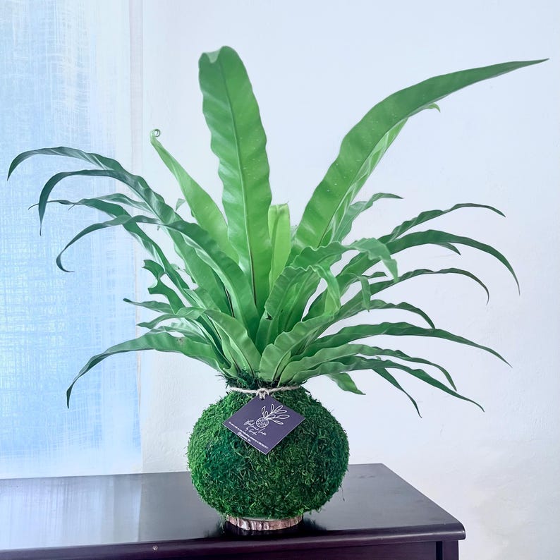 Bird's Nest Fern Kokedama - Thumbnail 2