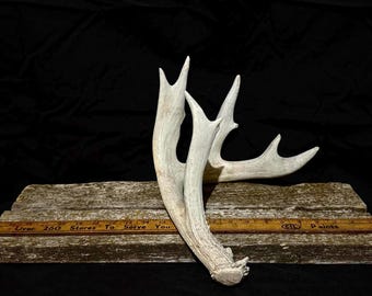 Deer Antler Shed – Canadian Wild Whitetail Deer Antler for Rustic Lodge Décor, Cabin Accents, Hunting Display, Crafts