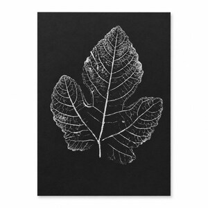 May include: A rectangular print featuring a high-contrast white botanical illustration of a single fig leaf centered on a solid black background. The leaf displays intricate, detailed vein structures and a distinct lobed shape in white ink.