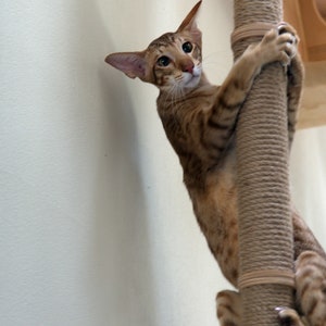 May include: A brown and tan tabby cat with green eyes is climbing a sisal scratching post. The cat is looking at the camera with its head tilted to the side.
