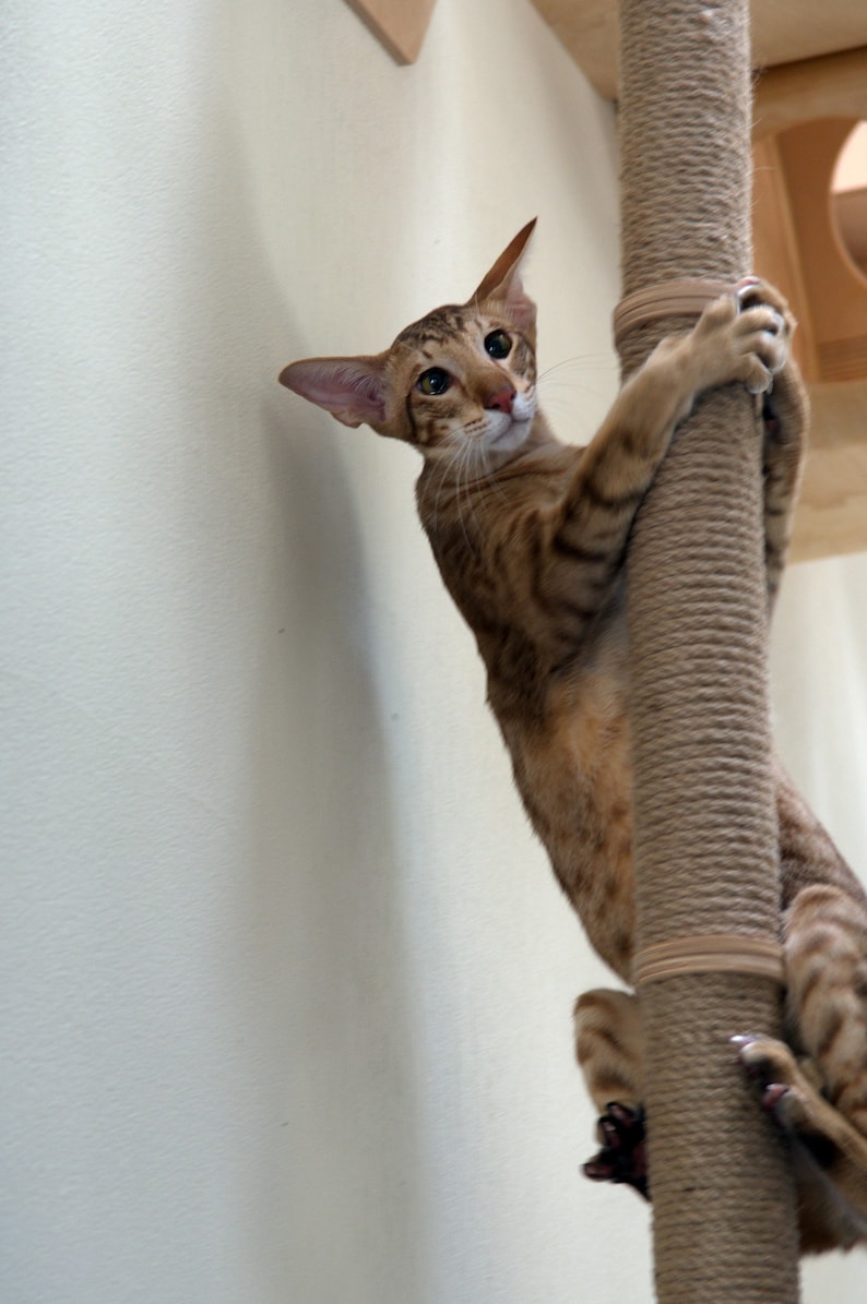 May include: A brown and tan tabby cat with green eyes is climbing a sisal scratching post. The cat is looking at the camera with its head tilted to the side.