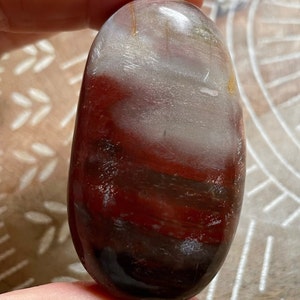 Fossilized Wood Palmstone Polished