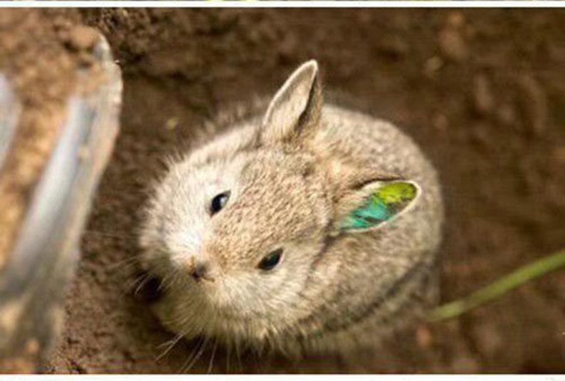 Realistic Columbia Basin Pygmy Rabbit Ear Headbandbrown Etsy