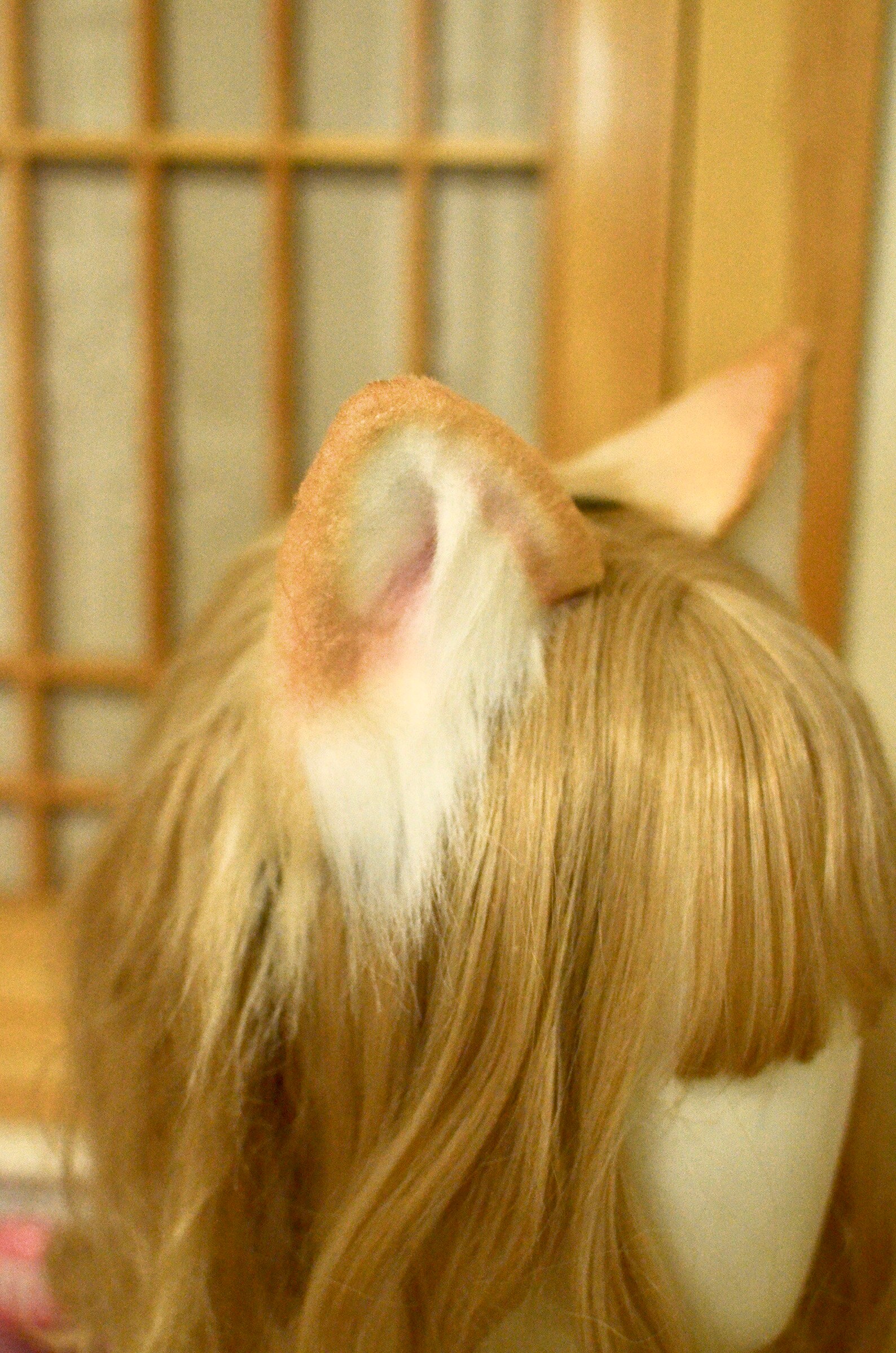 Cute Cat Ears and Tail Realisticorange Cat Ears Headband/hair Etsy