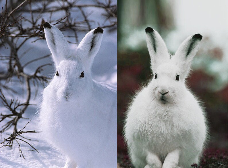 Luxury rabbit earsPolar hare earsWhite rabbit earsPink Etsy