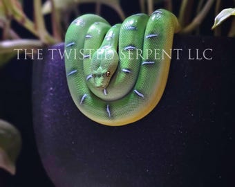 Emerald Tree Boa Snake Pot Pal Figurine | ETB | Hand Painted