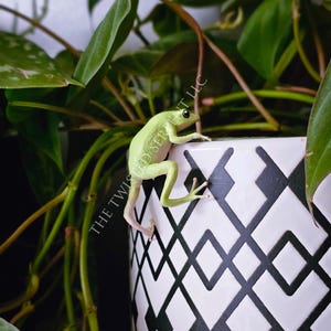 May include: A vibrant green tree frog clings to the side of a white and black patterned ceramic pot. Lush green foliage surrounds the frog and pot, creating a naturalistic scene. The text "THE TWISTED SERPENT LLC" is visible on the pot.