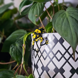 Yellow Banded Dart Frog Pot Pal Figurine | Hand Painted Amphibian | House Plant Pot Decor | Realistic & Detailed Handmade Art
