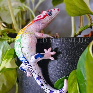 May include: A white gecko figurine with a rainbow-colored spine and blue, purple, and black speckles. The gecko is positioned on a dark textured surface with the text THE TWISTED SERPENT LLC printed across the center of the image.