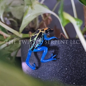 May include: A small poison dart frog with a black, yellow, and blue patterned body climbing on the side of a dark, textured container. The text THE TWISTED SERPENT LLC is visible across the center of the image in a white, sans-serif font.