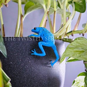 May include: A vibrant blue frog figurine with black speckles clings to the side of a black textured pot. The pot is surrounded by green leafy plants. The text "THE TWISTED SERPENT LLC" is printed on the pot.
