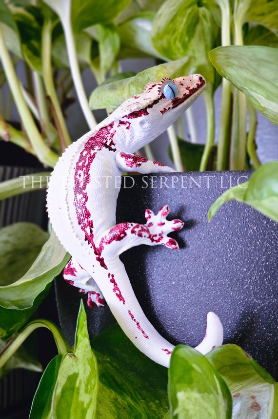 High White Red Lily Crested Gecko Pot Pal Figurine | Hand Painted Reptile |  House Plant Pot Decor | Realistic & Detailed Handmade Art - Etsy