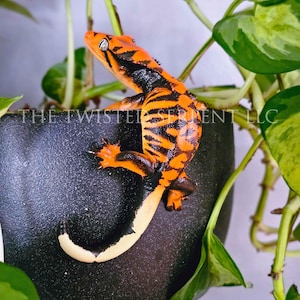 May include: A crested gecko with vibrant orange and black tiger-like stripes on its body, a pale cream-colored tail tip, and a dark eye, positioned on a textured black surface with the text THE TWISTED SERPENT LLC visible across the image.