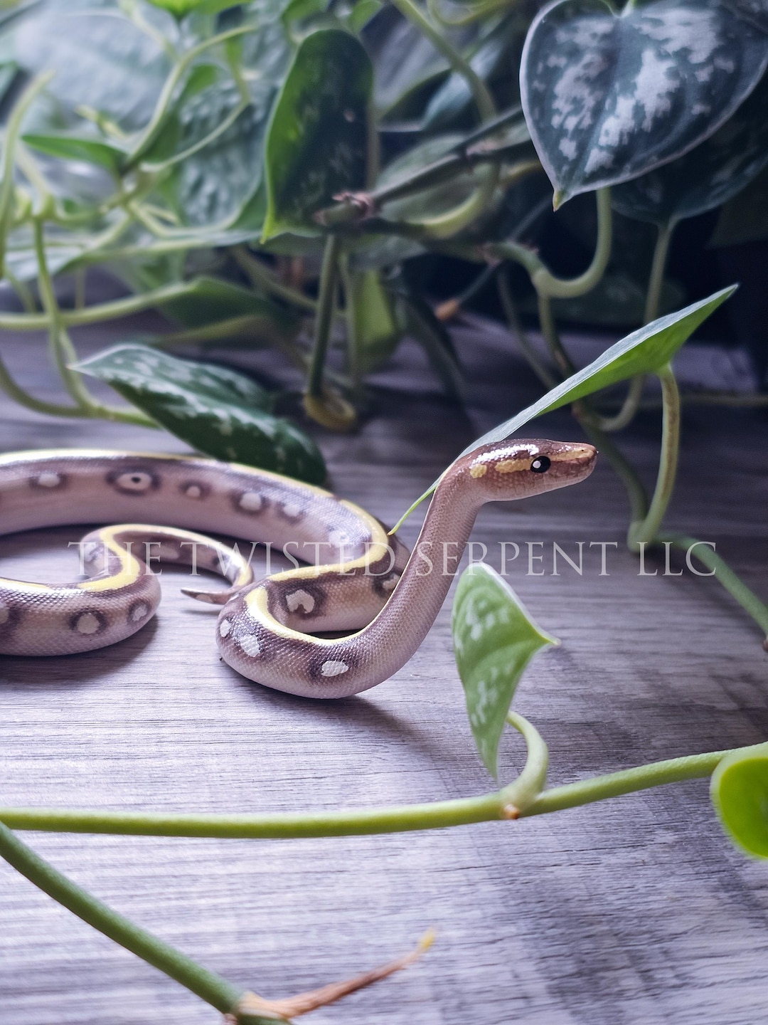 Customized Periscope | Pet Memorial Replica Ball Python Snake Pal ...