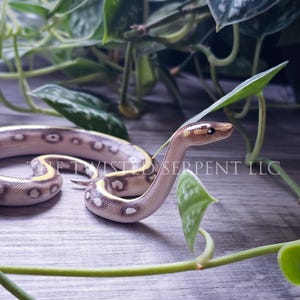 Customized Periscope | Pet Memorial Replica Ball Python Snake Pal Figurine | Hand Painted Reptile | Realistic & Detailed Handmade Art