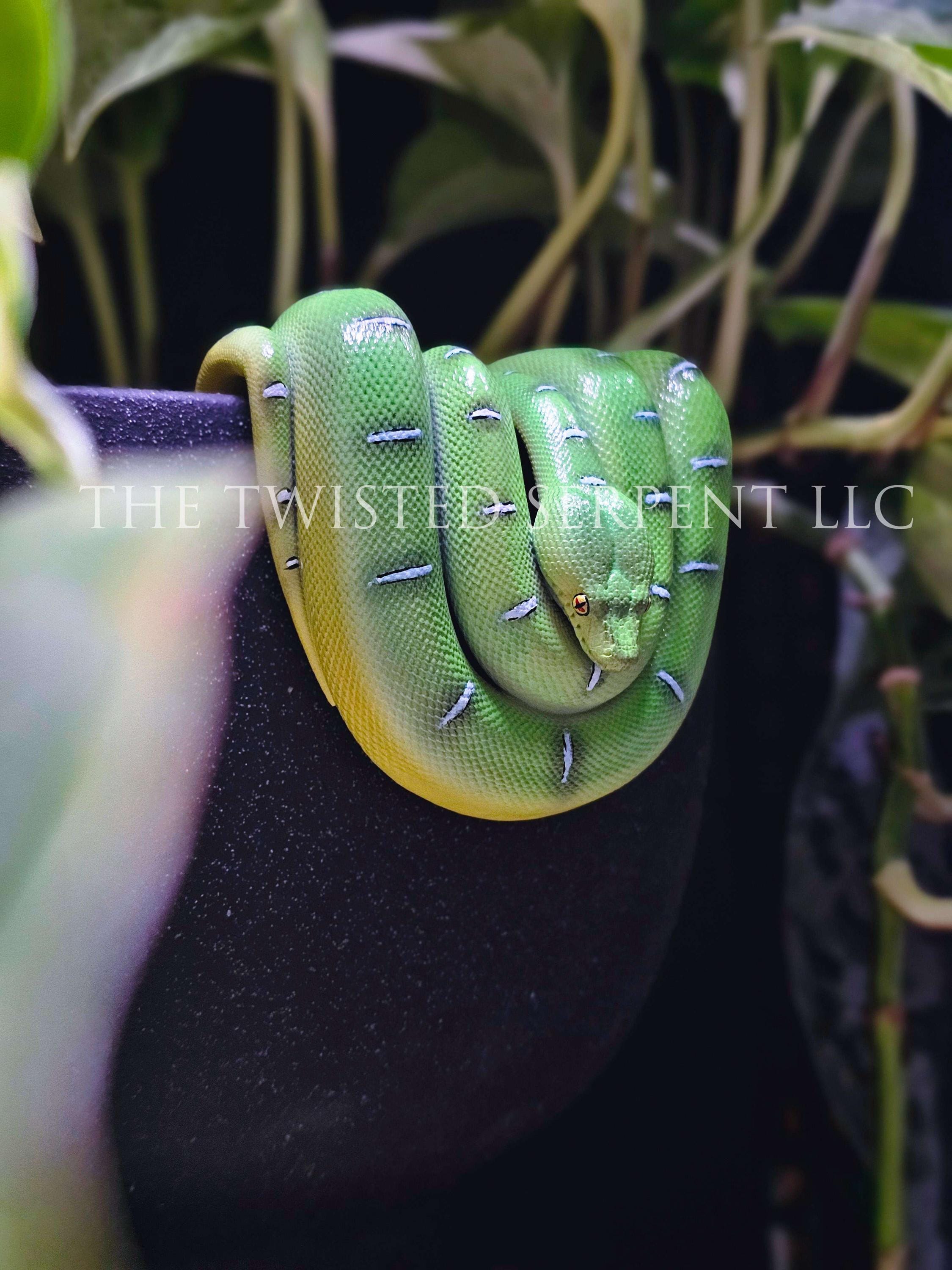 ボア BoA トールスネークEP TALL SNAKE EP lain Emerald Tree Boa Snake Pot Pal Figurine | ETB | Hand Painted