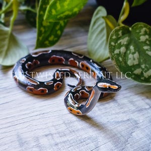 Normal Ball Python Periscope | Desktop or Tabletop Snake Pal Figurine | Hand Painted Reptile | Realistic & Detailed Handmade Art