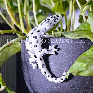 May include: A white gecko with black spots clings to the side of a dark gray planter. The gecko is surrounded by green leafy plants. The text "THE TWISTED SERPENT LLC" is visible on the planter.