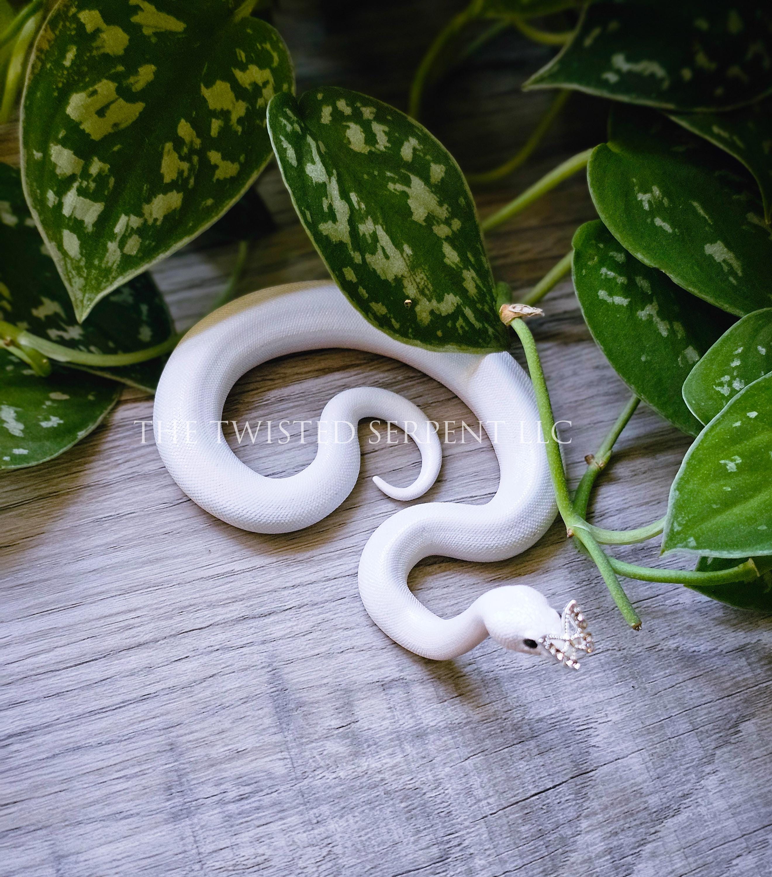 Flutter Periscope | Butterfly Ball Python Snake Pal Figurine | Hand ...