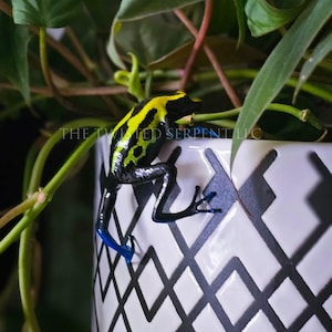 May include: A vibrant yellow and black poison dart frog clings to a white ceramic pot with a black geometric pattern. The frog has blue feet and is surrounded by green plant leaves. The text "THE TWISTED SERPENT LLC" is visible.