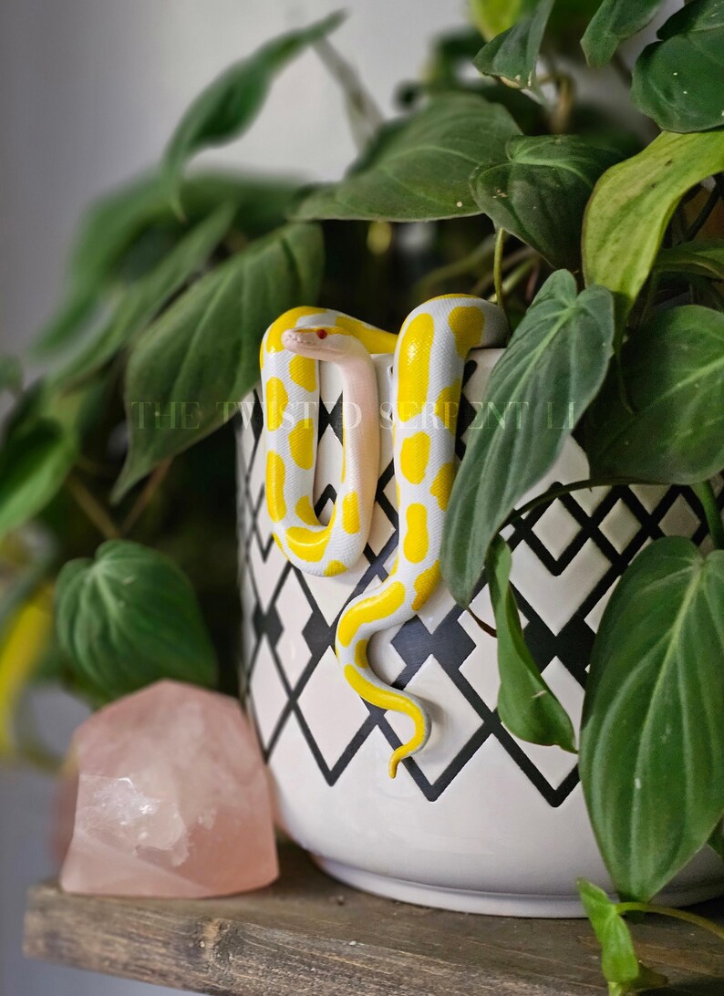 Albino Ball Python | Handmade Snake Pot Pal | Original Creator EST ...