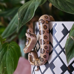 Hognose Snake Morphs Pot Pal Figurine | Hand Painted Reptile | House Plant Pot Decor | Realistic & Detailed Handmade Art