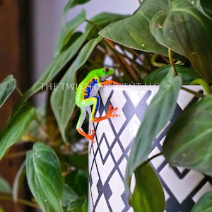 May include: A vibrant green, blue, and orange frog figurine perched on a white ceramic planter with a black geometric pattern. Lush green leaves surround the planter. The text "THE TWISTED SERPENT LLC" is visible.