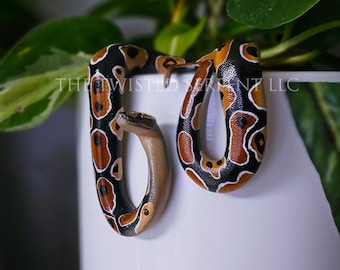 Normal Ball Python Snake Pot Pal Figurine | Hand Painted Reptile | House Plant Pot Decor | Realistic & Detailed Handmade Art
