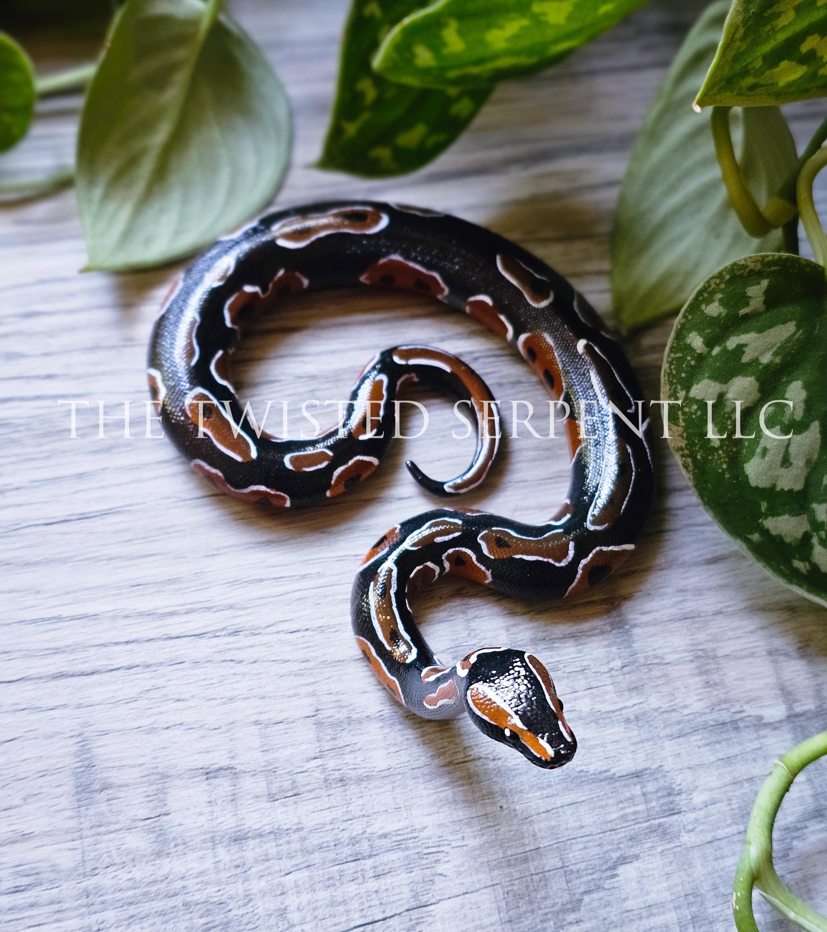 Normal Ball Python Periscope | Desktop or Tabletop Snake Pal Figurine ...