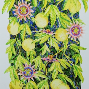 Passiflora Rebe mit Früchten und Blumen - Druck eines original Wasser Farbe Malerei