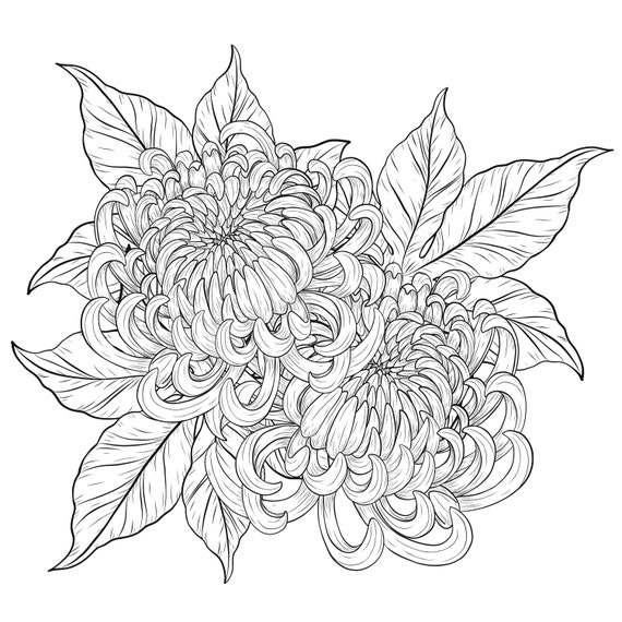 Chrysanthemum Sublimation eps dxf svg png jpg Digital | Etsy