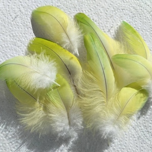 May include: A collection of light green and yellow feathers with white fluffy bases. The feathers have a smooth texture with a dark line down the center. The feathers are arranged on a white, textured surface.