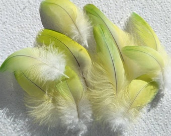 Lime Green Feathers