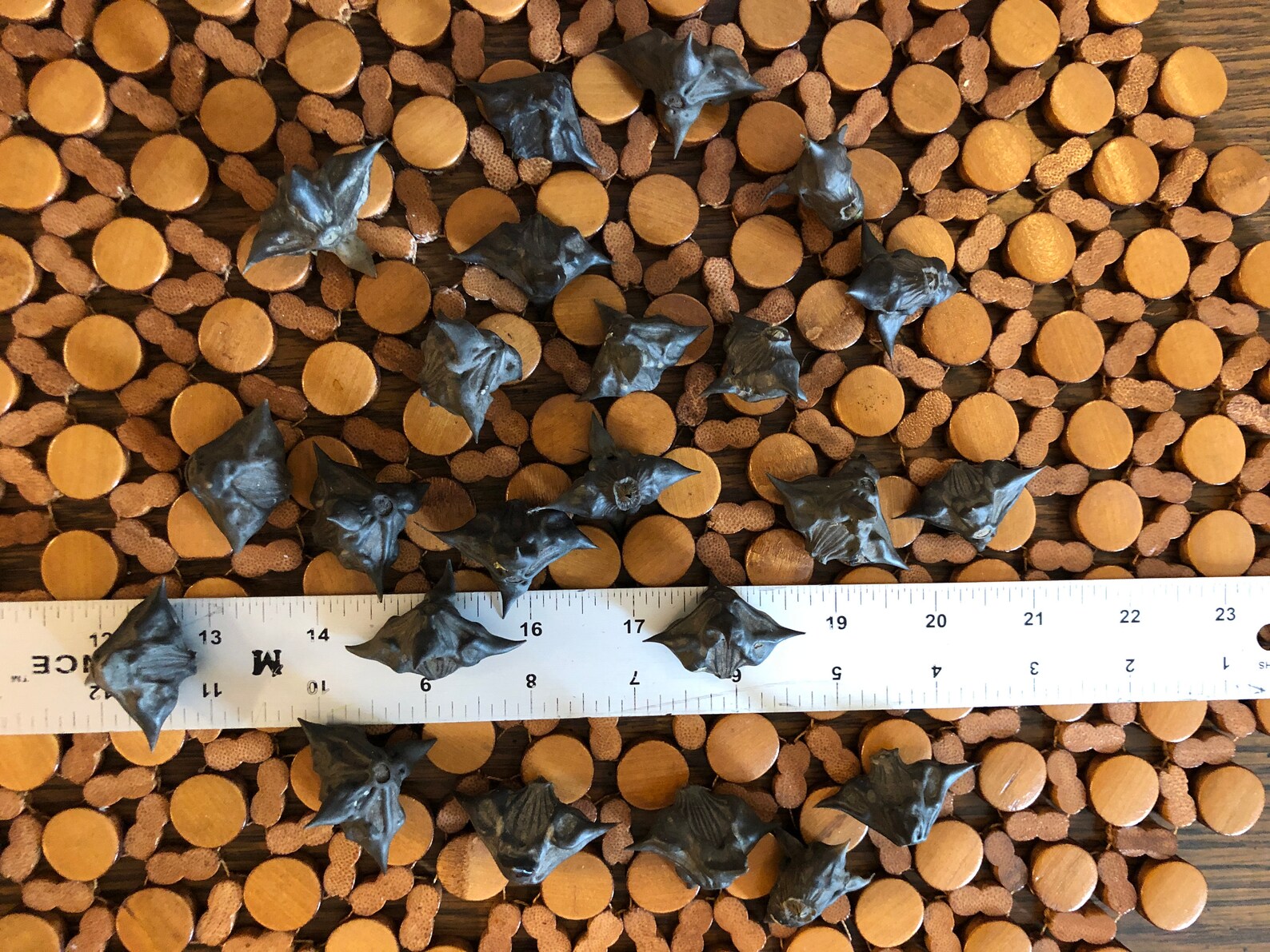 10 or 25 Count Water Chestnut Seedsbat Nutdevil Pod Seed for Etsy