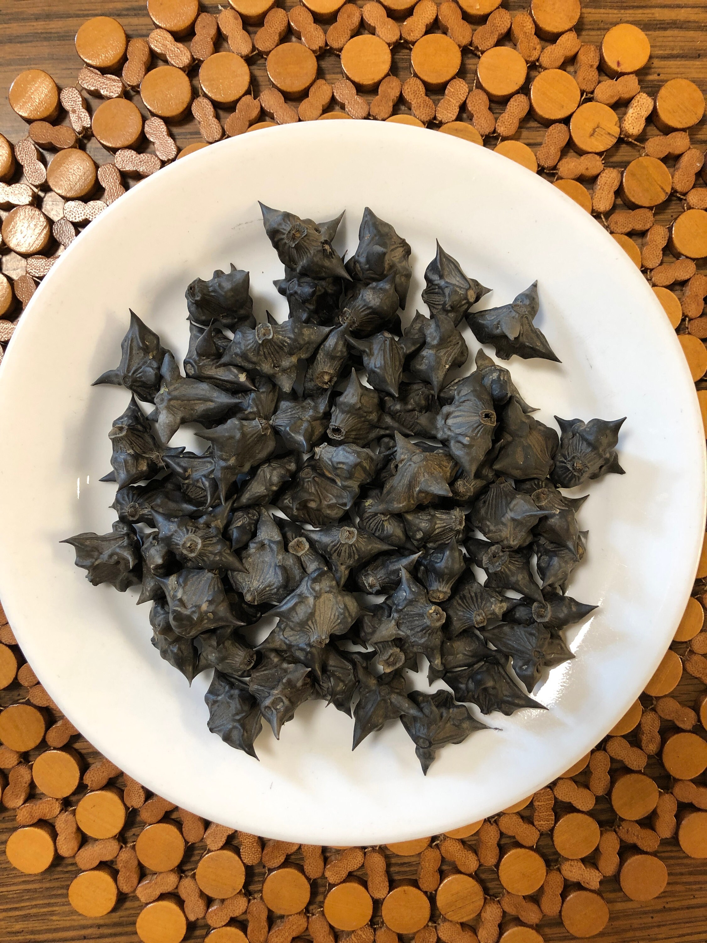 10 Water Chestnut SeedsBat NutDevil Pod Seed for Etsy