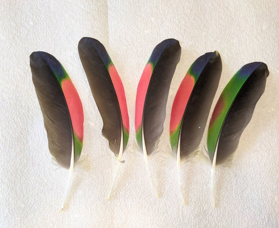 Parrot Feathers,5 Large Sized,green,red,black Feathers