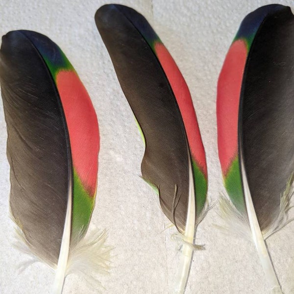 Amazon Parrot feathers,5 large sized,green,red,black feathers,cruelty free feathers,fly fishing,earrings,kids crafting,dream catchers